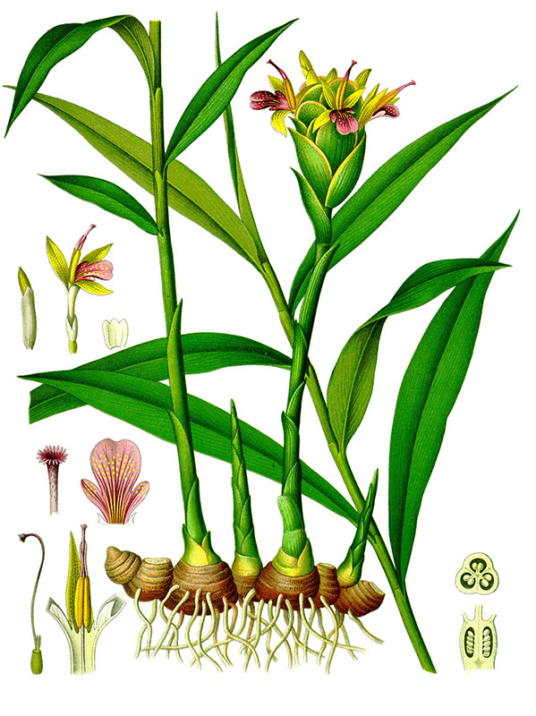Zingiber officinale</em> tavola botanica - Fonte Wikipedia