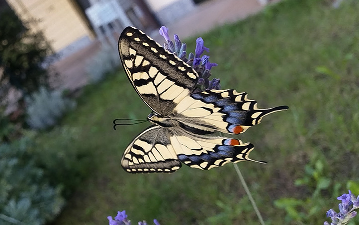 Una farfalla nel giardino di Zenzero Erboristeria